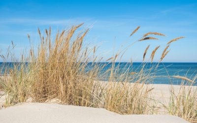 The Summer Wind. Feel The Breeze with Chores NJ.