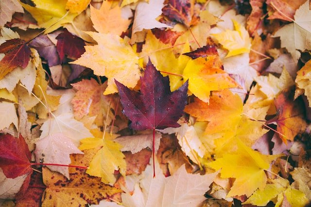 This Autumn, Fall Into Home Decorating.